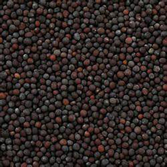 Moutarde Noire Graines Bio En Vrac 10 Kg VRACBIO