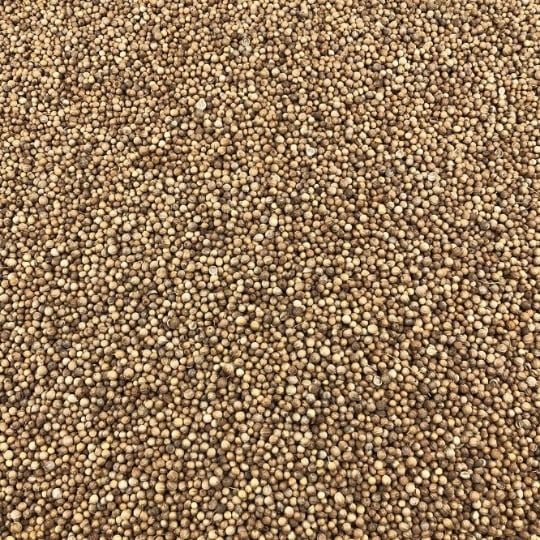 Coriandre Graines Bio En Vrac 250 G VRACBIO