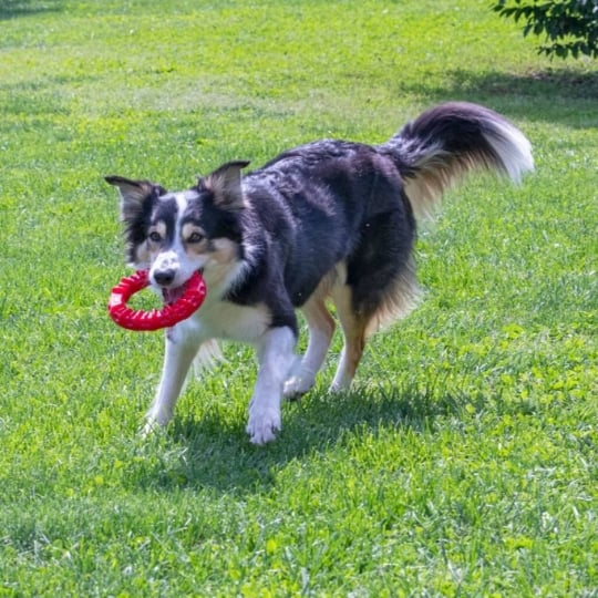 Jouet Dentaire Pour Chien Smile Moyen Rouge Ferplast FERPLAST