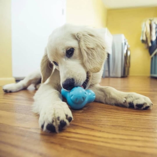 Jouet Pour Chiens Avec Zogoflex Tux Aqua Bleu L West Paw WEST PAW