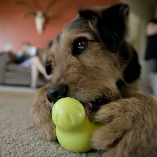 Jouet Pour Chiens Avec Zogoflex Tux Vert Granny Smith S West Paw WEST PAW