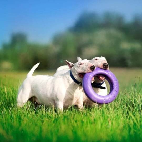 Outil De Fitness Pour Chiens Puller Maxi Violet Ferplast FERPLAST