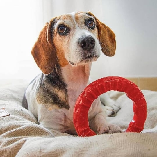 Jouet Dentaire Pour Chien Smile L 20x18x4 Cm Rouge Ferplast FERPLAST