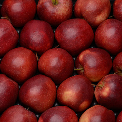 Pommes Dalinette BIO cal:115/150gr cat:1 St Julien de Concelles barquette 4 fruits