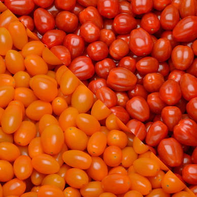Tomate cerise orange et rouge  - Catégorie Extra -  Barquette 250g