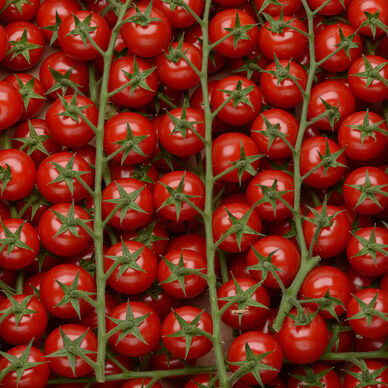 Tomate cerise en grappe - segment Les cerises rondes grappes - Rubis -SAVEOL - Catégorie Extra