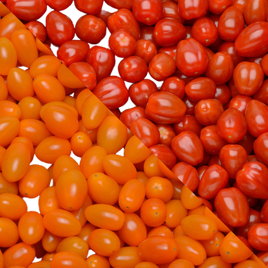 Tomate cerise en grappe  - Catégorie Extra -  Barquette 320g