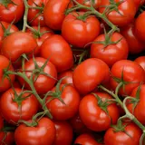 Tomate ronde en grappe