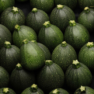 Courgette ronde - La pièce