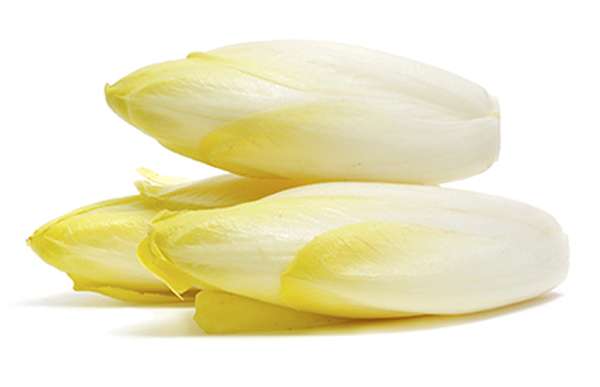 Lot de 3 endives des Hauts-de-France (calibre moyen), France