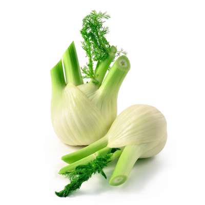 Lot de 2 fenouil BIO du Finistère nord - direct producteur (petit calibre), France