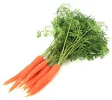 Carottes en botte BIO du Finistère nord - direct producteur, France