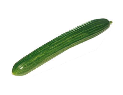 Concombre long lisse BIO du Finistère nord - Direct producteur (calibre moyen), France