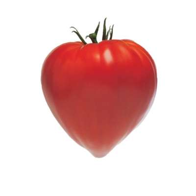 Barquette de tomates type "cœur de bœuf" BIO du Finistère Nord - Direct producteur (barquette 500 g), France