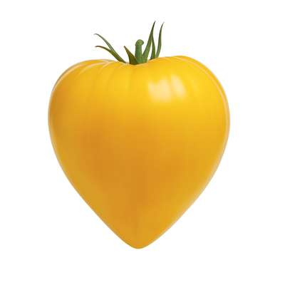 Barquette de tomates jaunes type "cœur de bœuf" BIO du Finistère Nord - Direct producteur (barquette 500 g), France