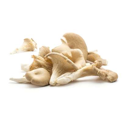 Barquette de pleurotes BIO (100 g), France