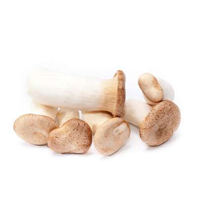 Champignon Eryngii ou pleurote du panicaut BIO (barquette de 250 g), France