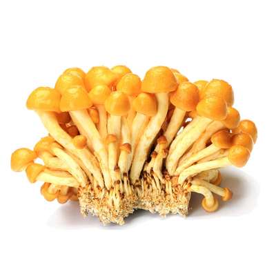 Champignon japonais Nameko BIO (100 g), France