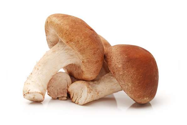 Barquette de champignons Shiitake BIO (100 g), France