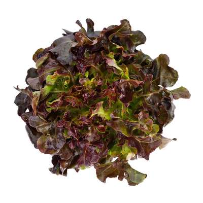 Salade feuille de chêne rouge BIO, France