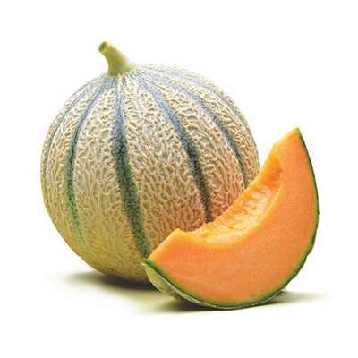 Melon charentais de Provence - direct producteur (petit calibre), France