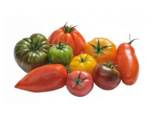 Barquette de tomates anciennes couleur de Bretagne - Direct producteur (750g), France