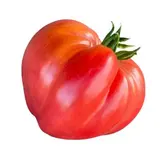 Tomates type "cœur de bœuf" de Provence - Direct producteur, France