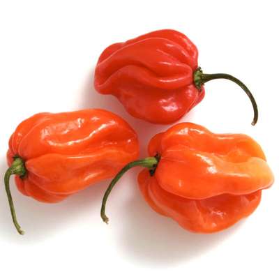 Piment habanero rouge/vert/orange ou "piment antillais" (environ 100 g), Espagne