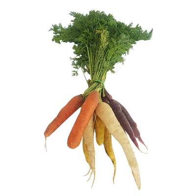 Carottes multicolores en botte du Loiret, France