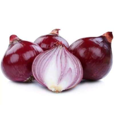 Oignon rouge des Hauts-de-France (filet de 3 / 4 gros oignons), France
