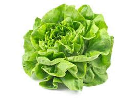 Salade laitue blonde HVE, France