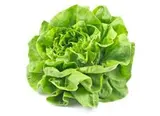 Salade laitue blonde HVE, France
