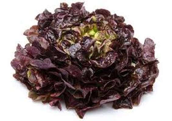 Salade feuille de chêne rouge HVE, France