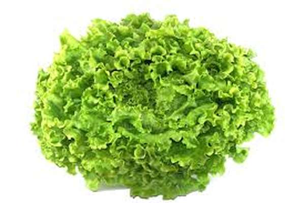 Salade batavia HVE, France