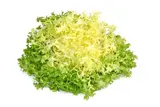Salade frisée extra HVE, France