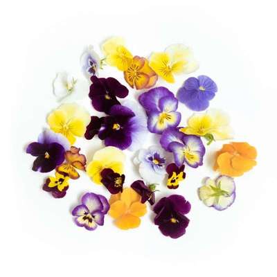 Barquette de fleurs "pensée" mixte de Seine-et-Marne - direct producteur, France