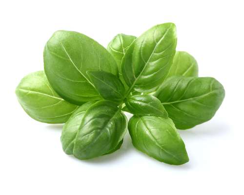 Basilic botte de Seine-et-Marne - direct producteur, France