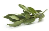 Laurier en bouquet frais de Seine-et-Marne - direct producteur, France
