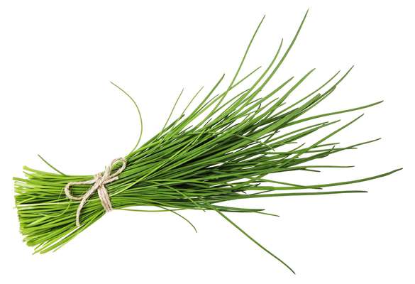 Ciboulette botte de Seine-et-Marne - direct producteur, France