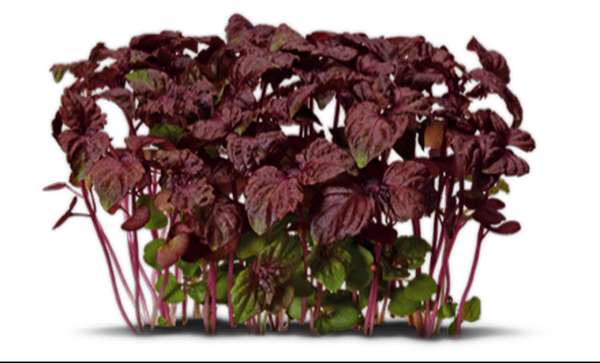 Pousse de shiso rouge - Koppert Cress, Pays-bas