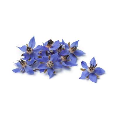 Fleurs comestibles "bourrache bleue" (30 fleurs), Espagne