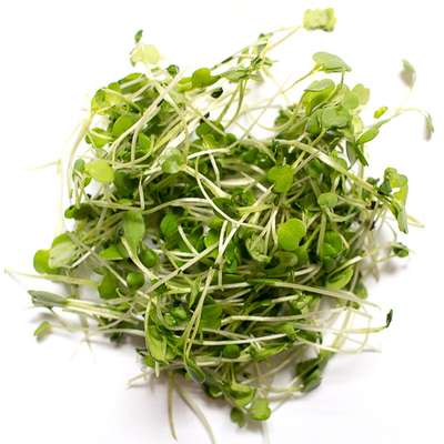 Micro-pousses pois vert, Ile-de-France, Paysan Urbain (20 g), France