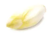 Endive des Hauts-de-France (calibre moyen), France