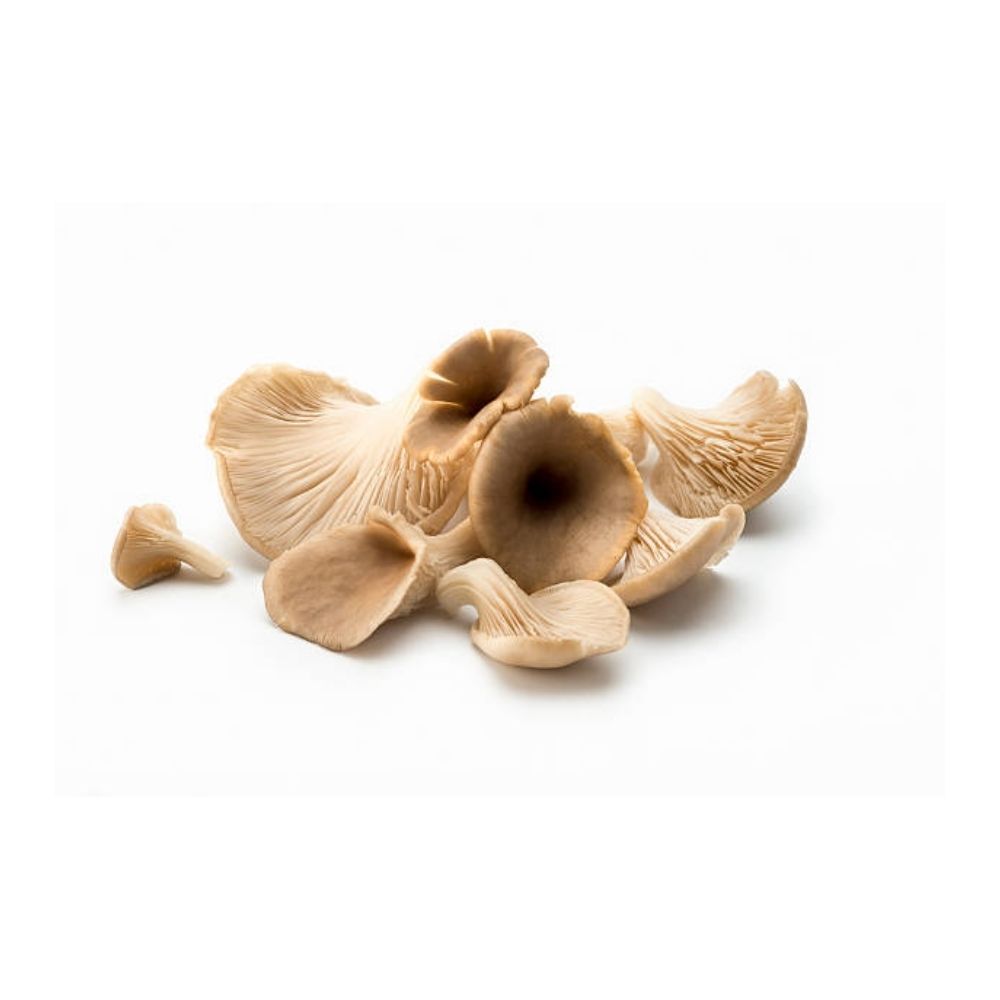 Pleurotes bio origine France