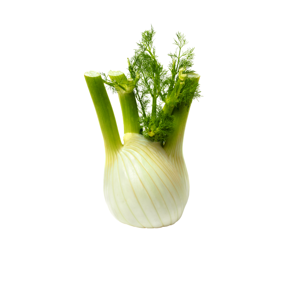 Fenouil bio origine France