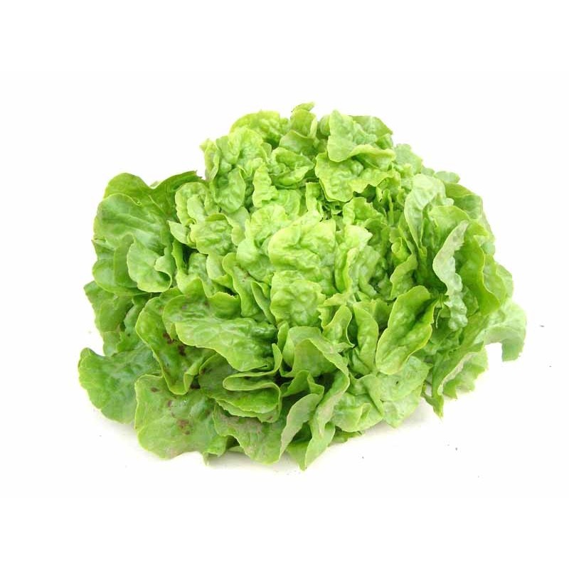 Salade blonde bio origine France