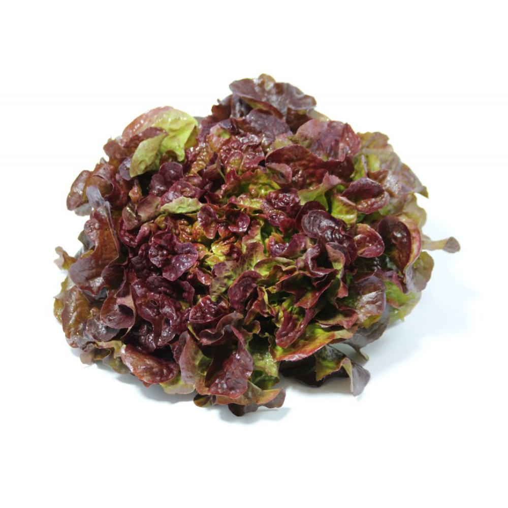 Salade rouge bio origine France