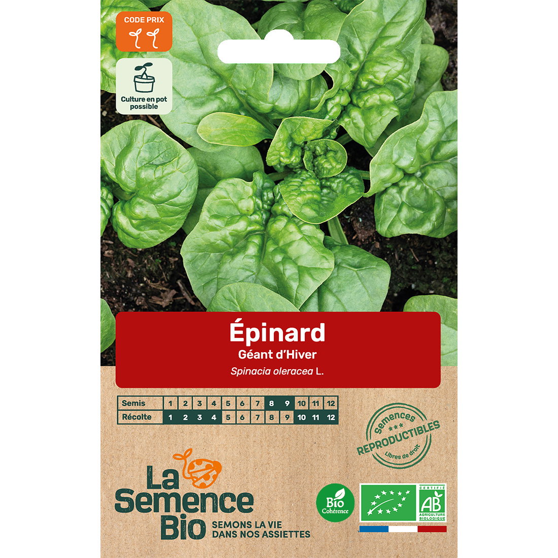 Graines bio epinard géant d'hiver