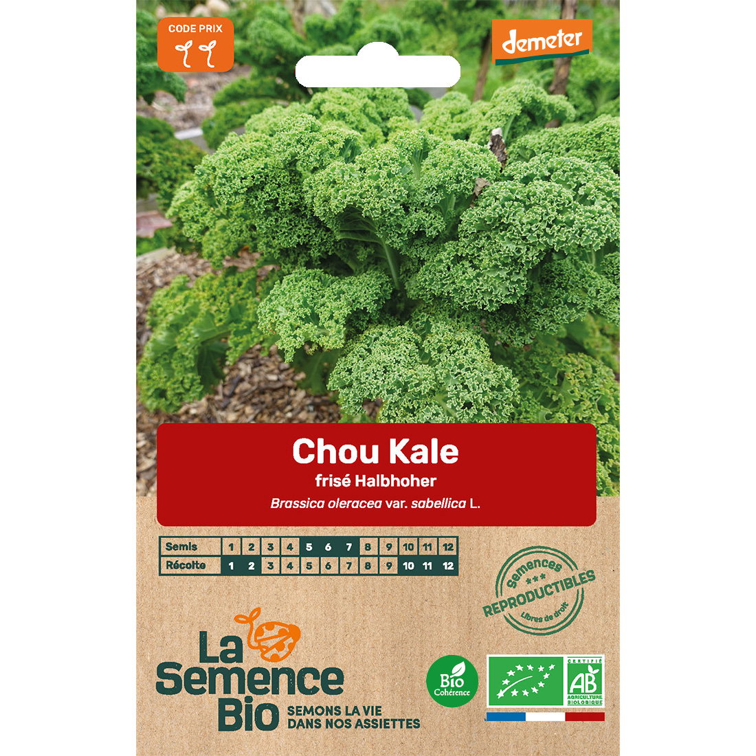 Graines bio de chou kale halbhoher