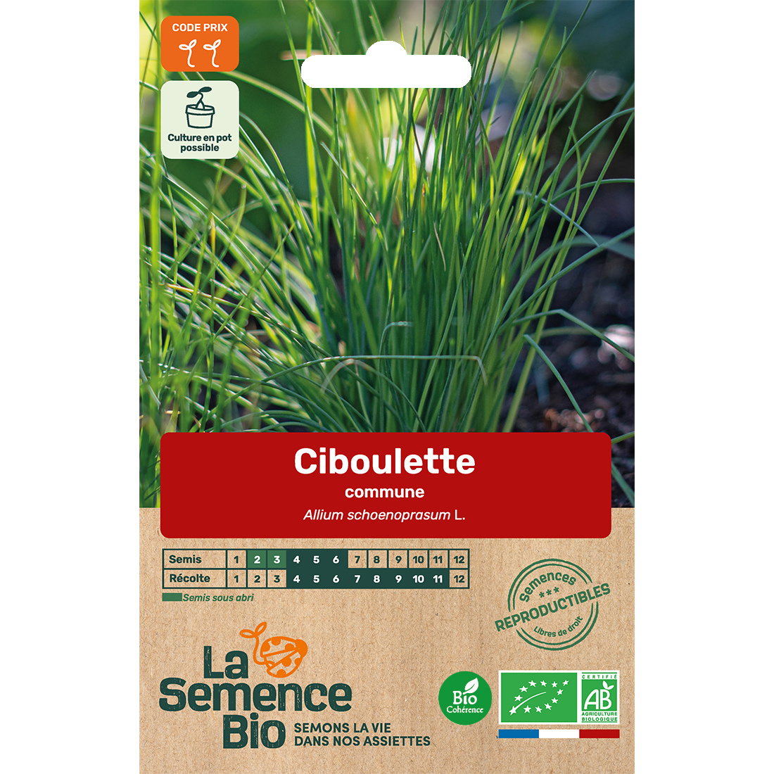 Graines bio de ciboulette variété commune